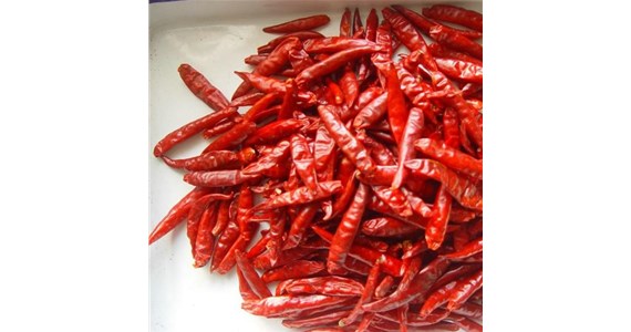 辣椒烘（hōng）幹機設備需要特別定製嗎