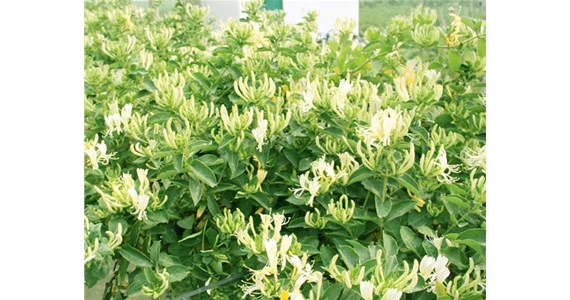 金銀花烘幹機怎麽（me）使用才能烘幹出上好的金銀花呢？