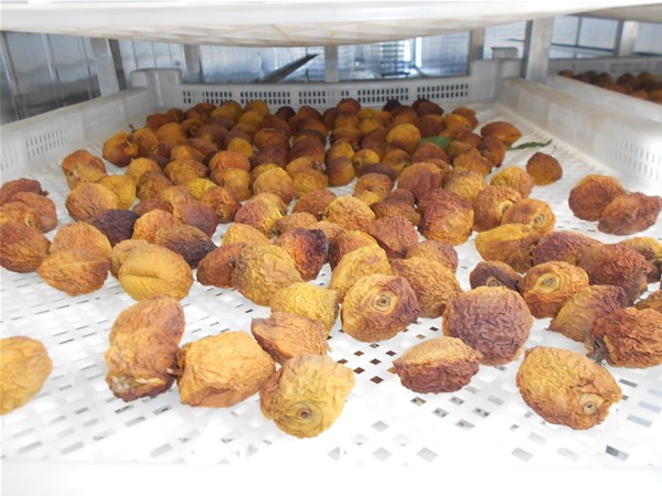 果蔬烘幹房（fáng）成為廣大農民朋友的烘幹主力設備